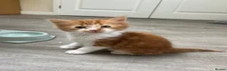 Mixed Breed cats for sale: 4 beautiful kittens for sale❤️ - Advert 7