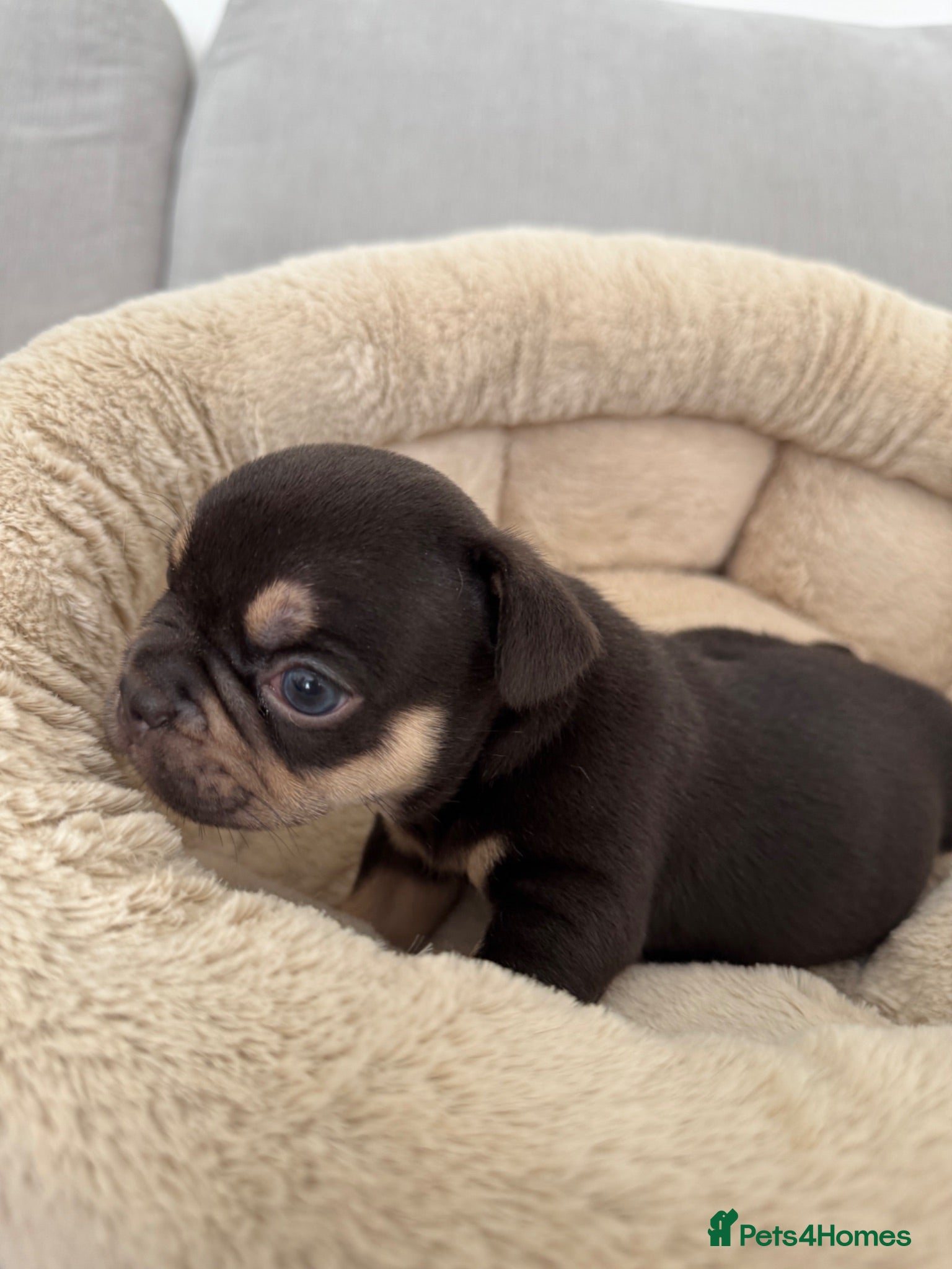 French Bulldog dogs Outstanding French Bulldog puppies  - Advert 2