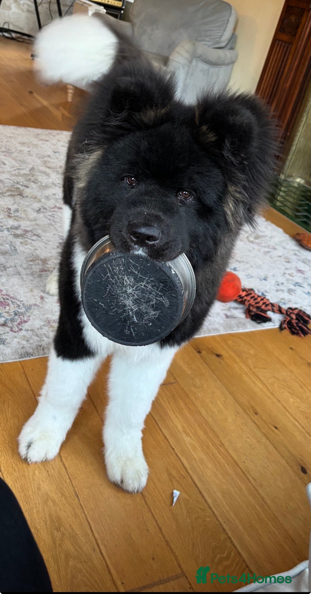 Akita dogs for sale: Beautiful pedigree Long Coat Akita  - Advert 1