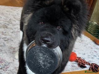 Akita dogs Beautiful pedigree Long Coat Akita - Advert 18