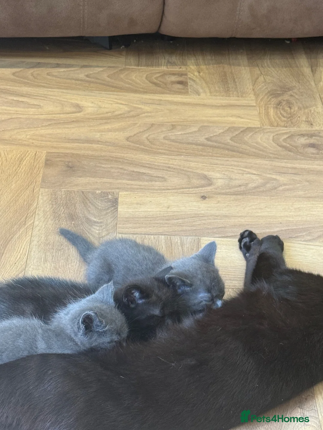 Mixed Breed cats for sale: Gorgeous grey kittens  - Advert 1