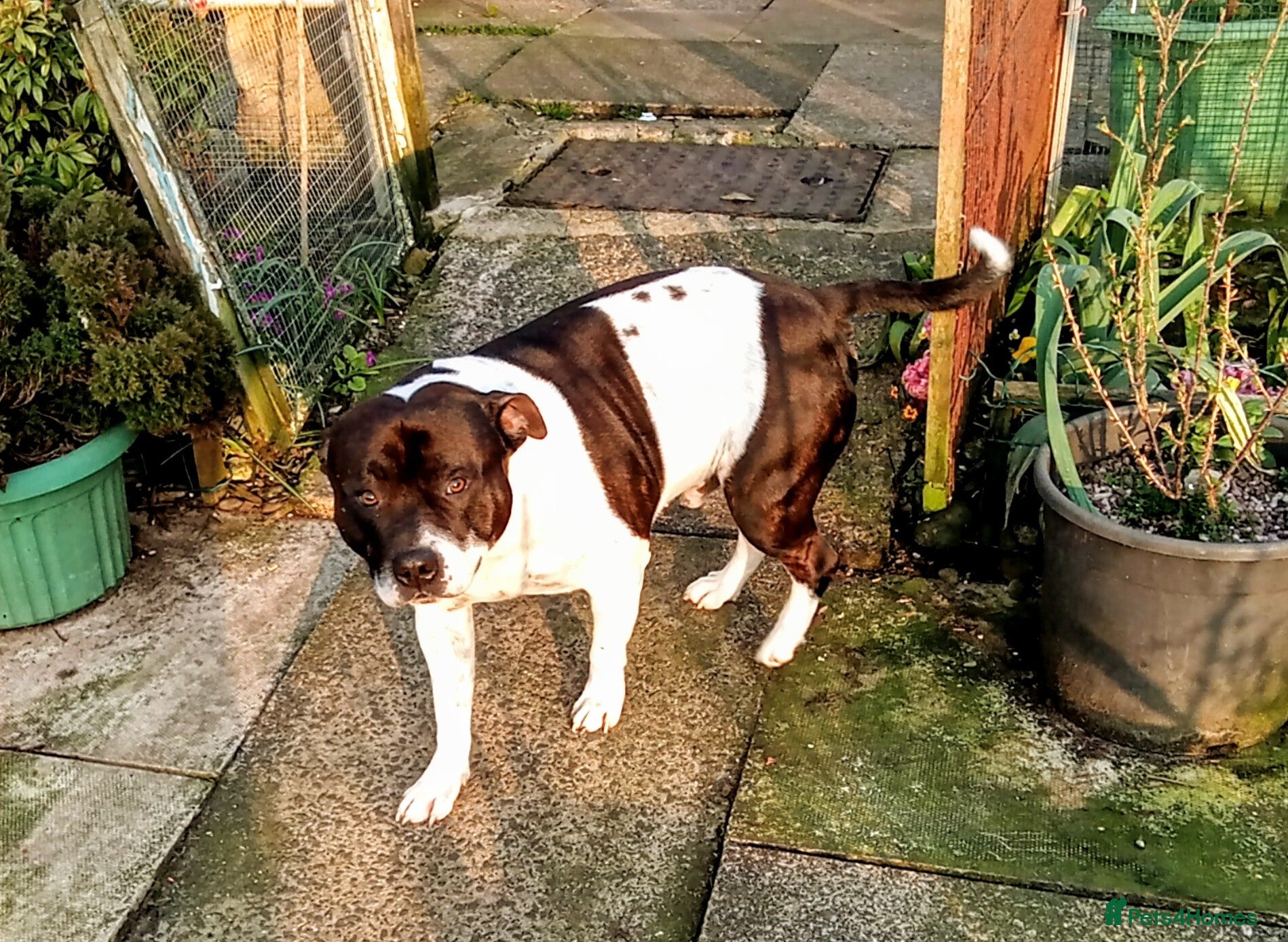 Staffordshire Bull Terrier dogs Jake needs a new home after his dad passed away  - Advert 13