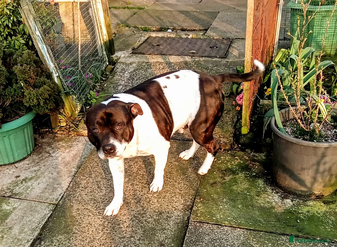 Staffordshire Bull Terrier dogs for sale: Jake needs a new home after his dad passed away  - Advert 1