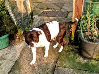 Staffordshire Bull Terrier dogs Jake needs a new home after his dad passed away - Advert 13