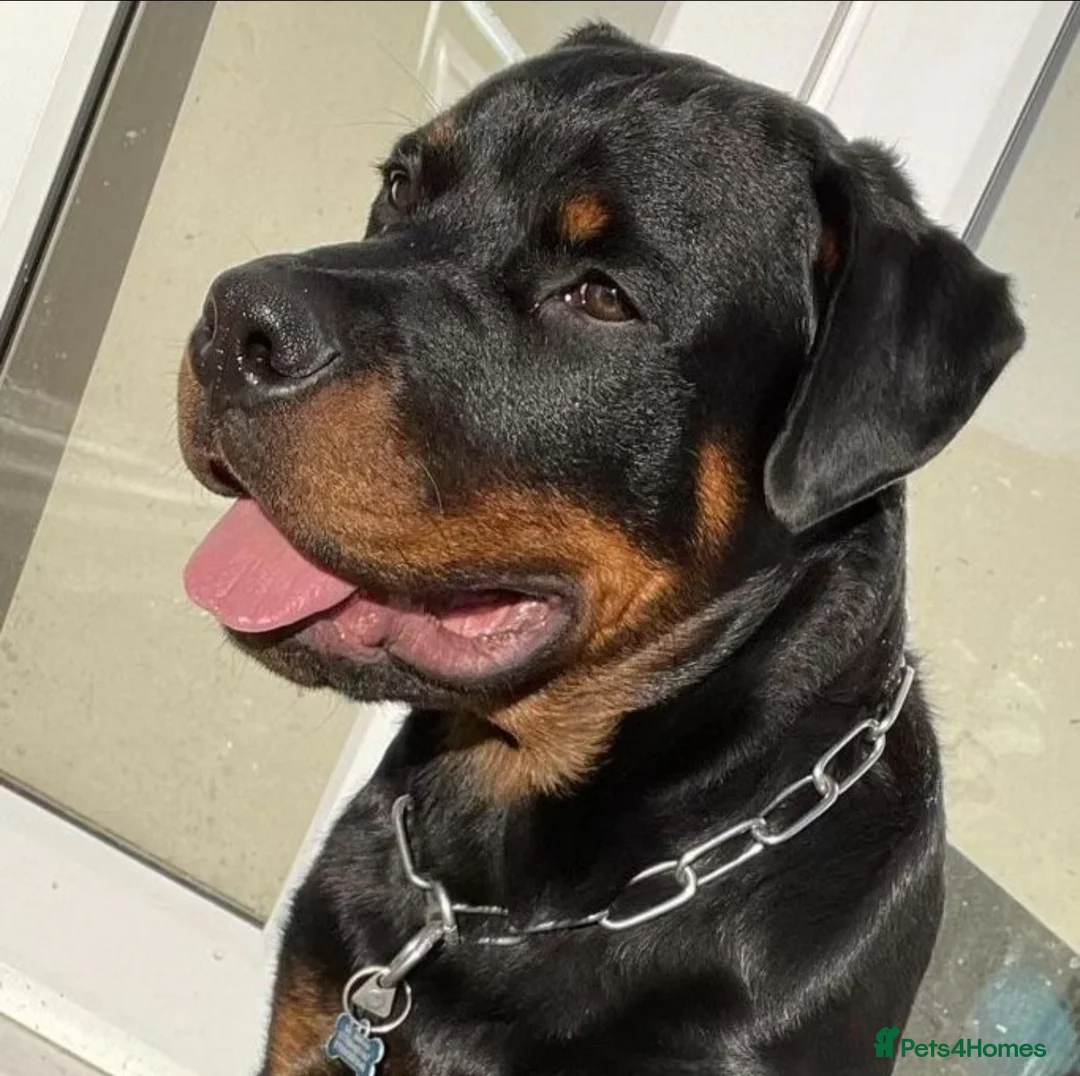 Rottweiler dogs for stud: Onex de Tierra Ibera available for stud in Newark - Advert 13