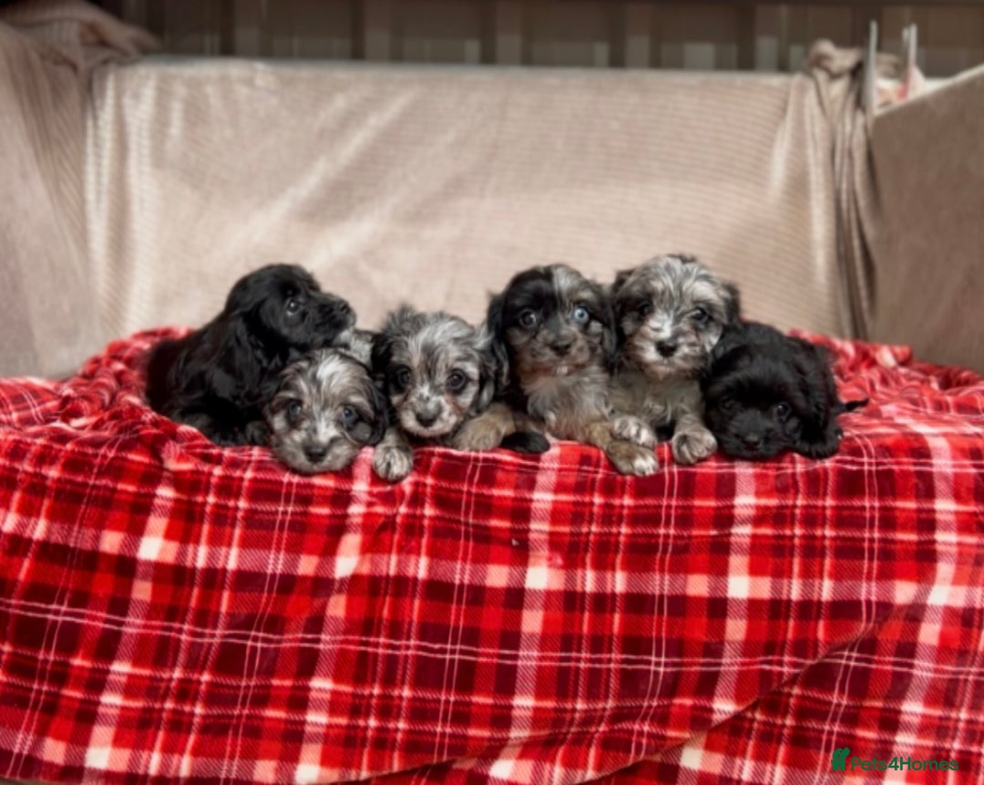 Cavapoo dogs for sale: STUNNING CAVAPOO PUPPIES READY NOW - Image 4