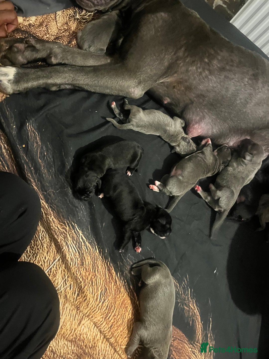 Mixed Breed dogs for sale: Cane corso cross  - Image 7