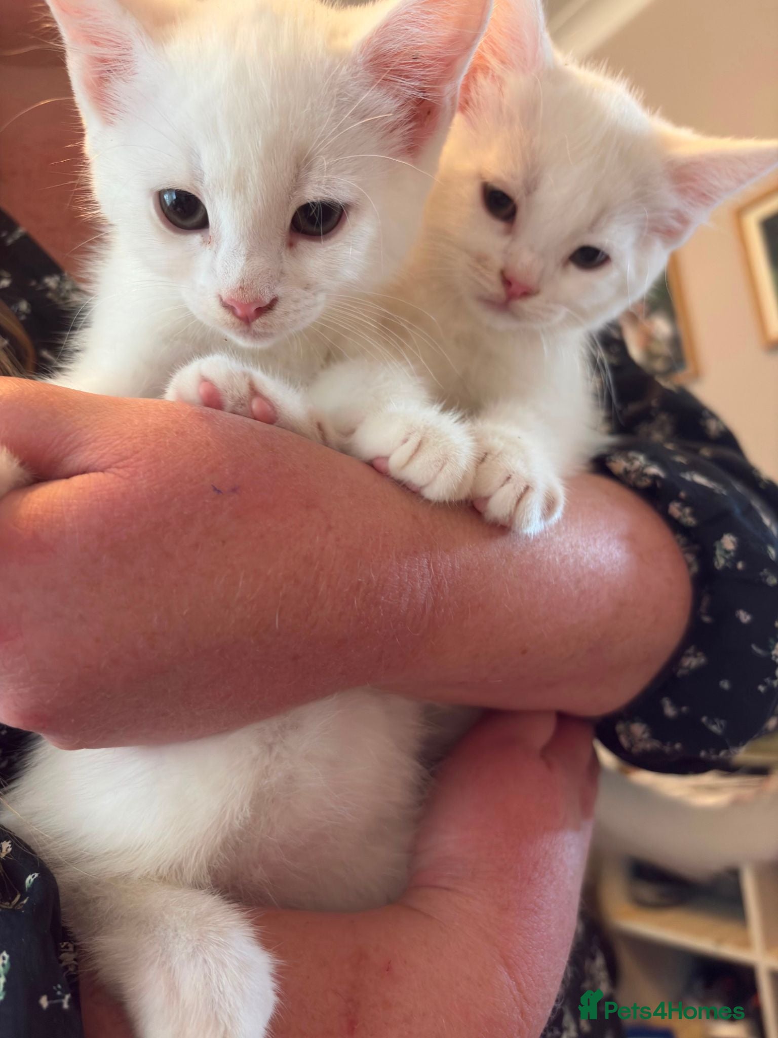 Mixed Breed cats Litter of 6 beautiful kittens - Advert 6