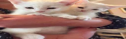 Mixed Breed cats for sale: Litter of 6 beautiful kittens - Advert 6