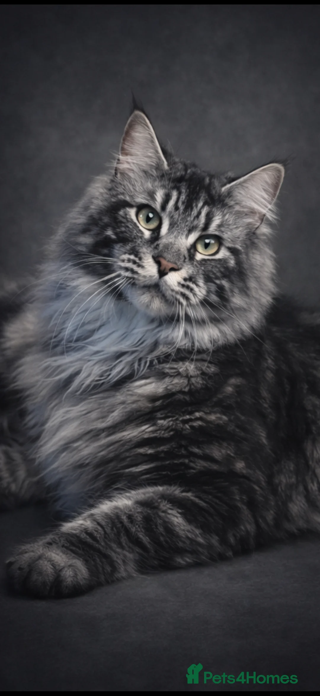 Maine Coon cats for stud: Stunning Maine coon studs available  - Advert 3