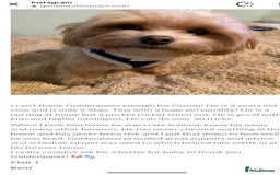 Maltipoo dogs for sale: Wait List Open F1 Genuine Toy Maltipoo - Image 22