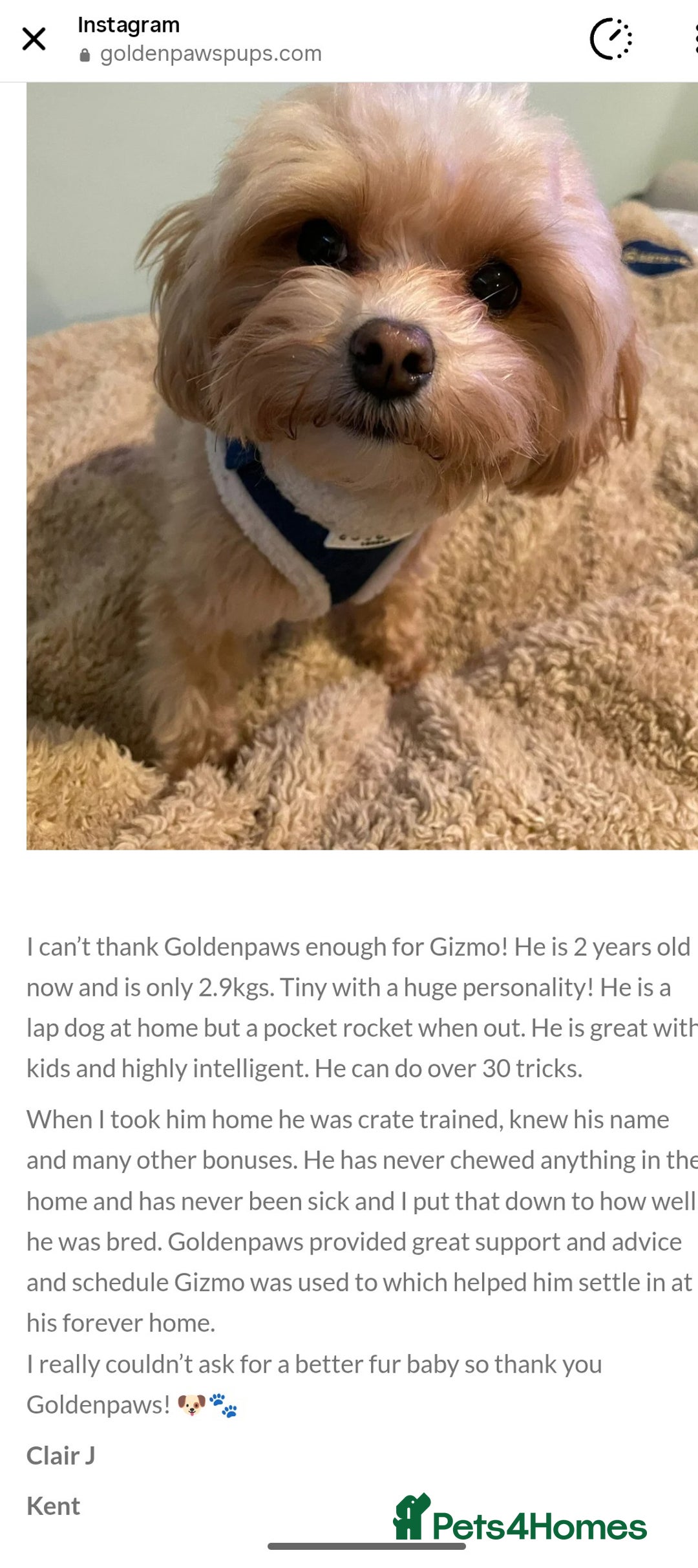 Maltipoo dogs for sale: Wait List Open F1 Genuine Toy Maltipoo - Image 22