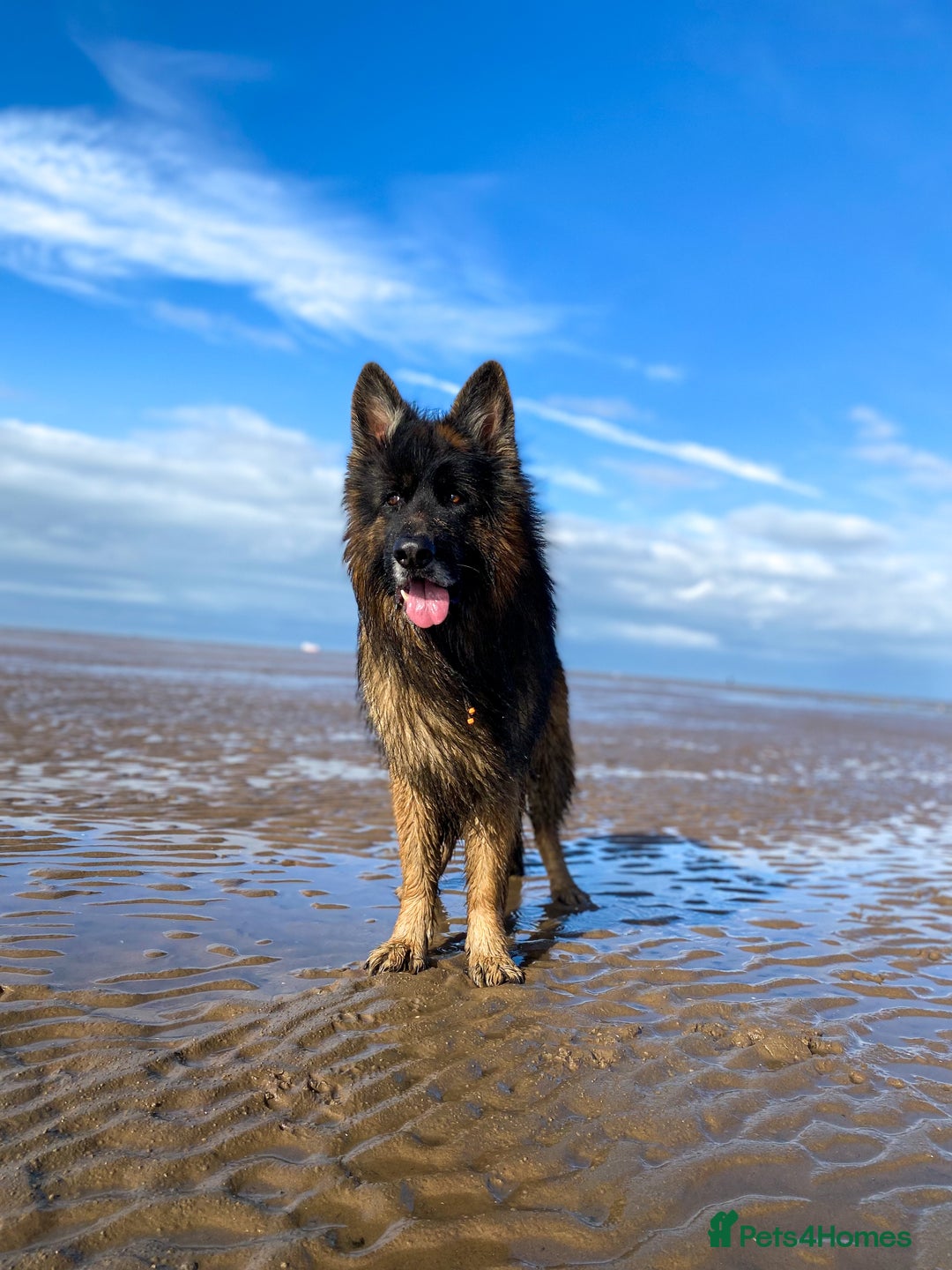 German Shepherd dogs for stud: ⭐️ Health tested, Proven, KC reg GSD ⭐️  - Image 2