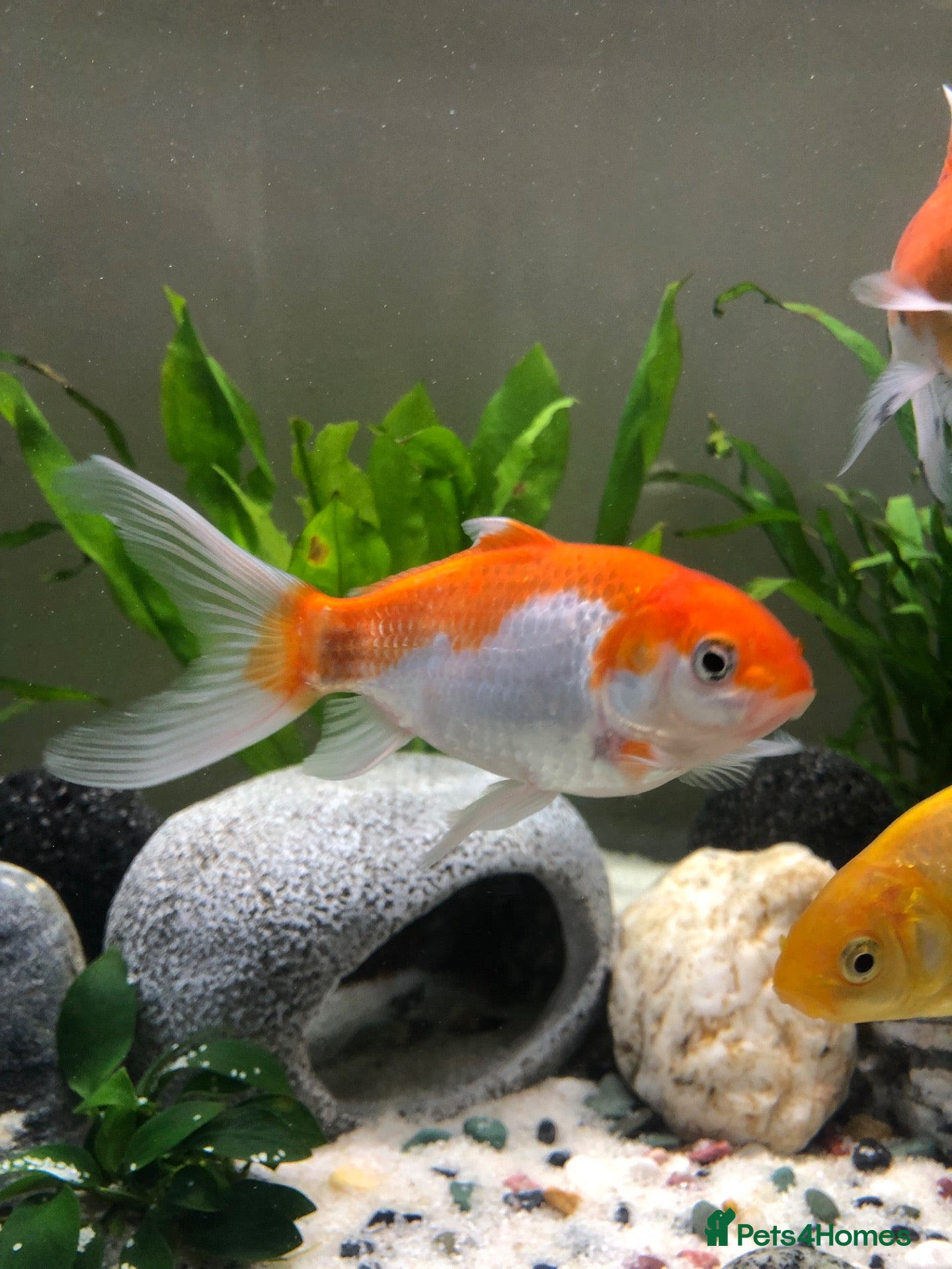 Goldfish fish for sale: 5 mixed gold fish looking for a new home - Advert 1