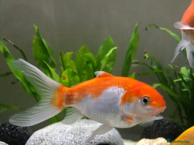 Goldfish fish for sale: 5 mixed gold fish looking for a new home - Advert 1