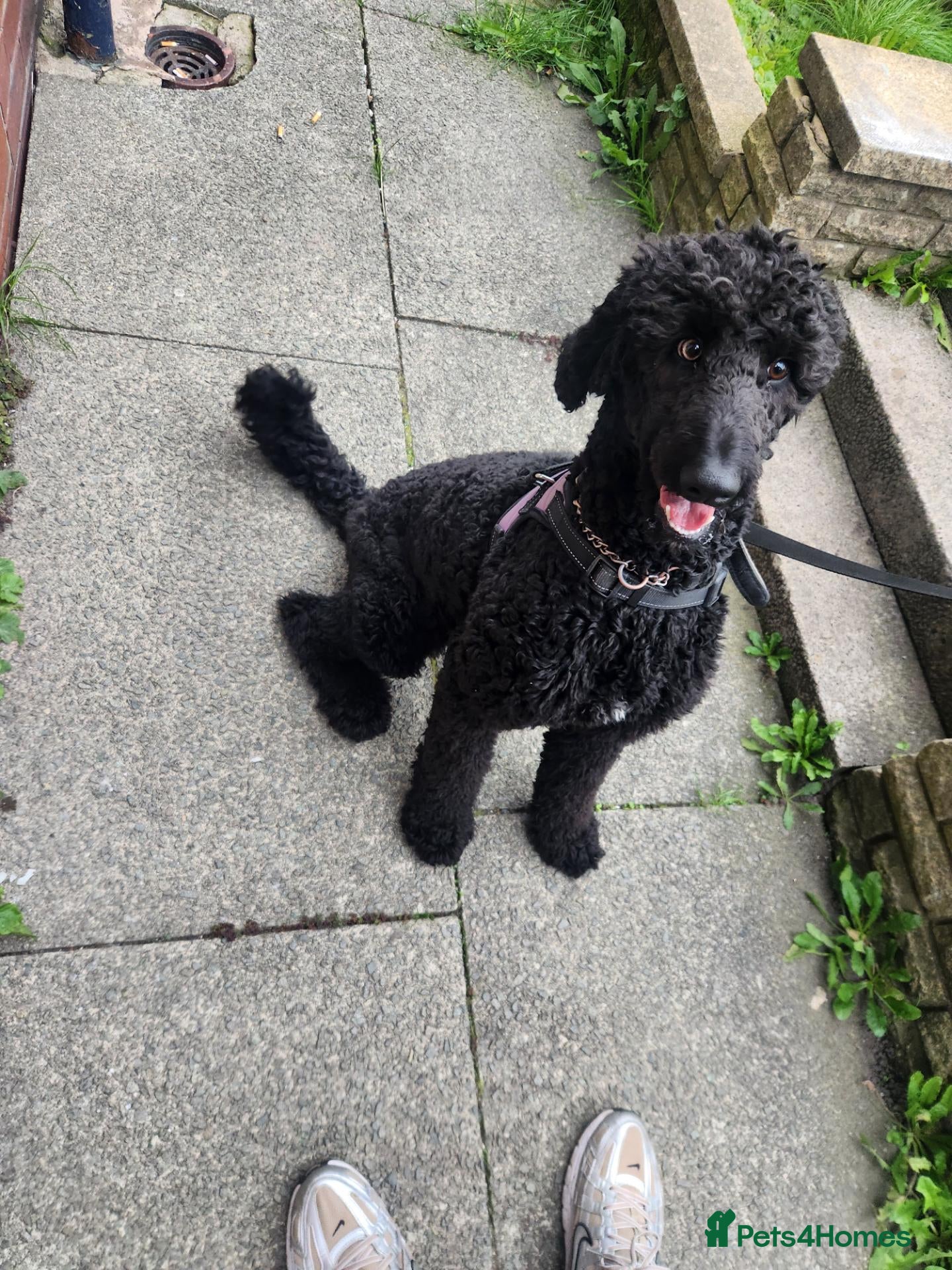 Labradoodle dogs for sale: Labradoodle F1b - Advert 2