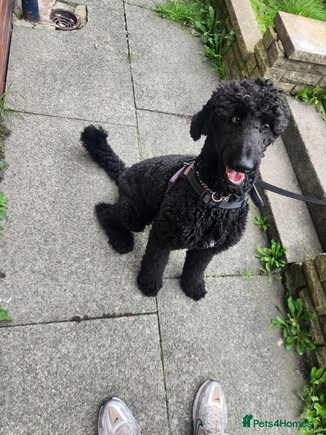 Labradoodle dogs for sale: Labradoodle F1b - Advert 1