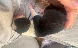 Mixed Breed dogs for sale: Pups for sale  - Image 12