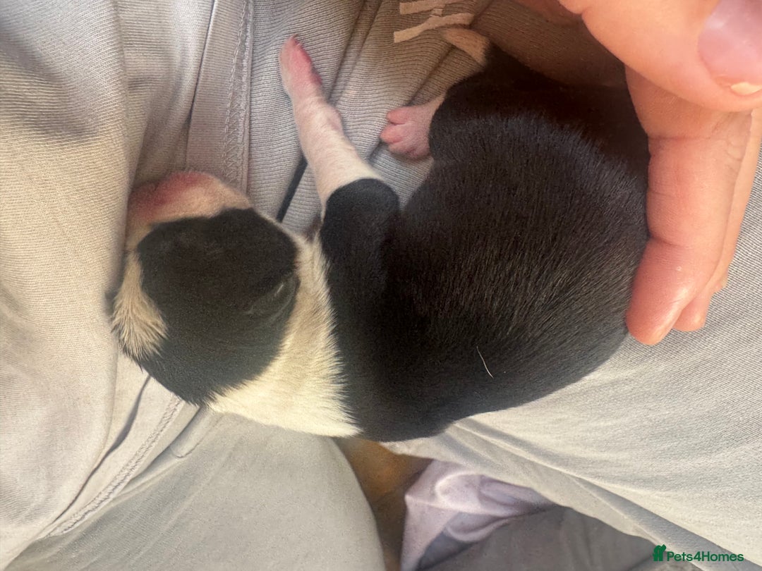 Mixed Breed dogs for sale: Pups for sale  - Image 12