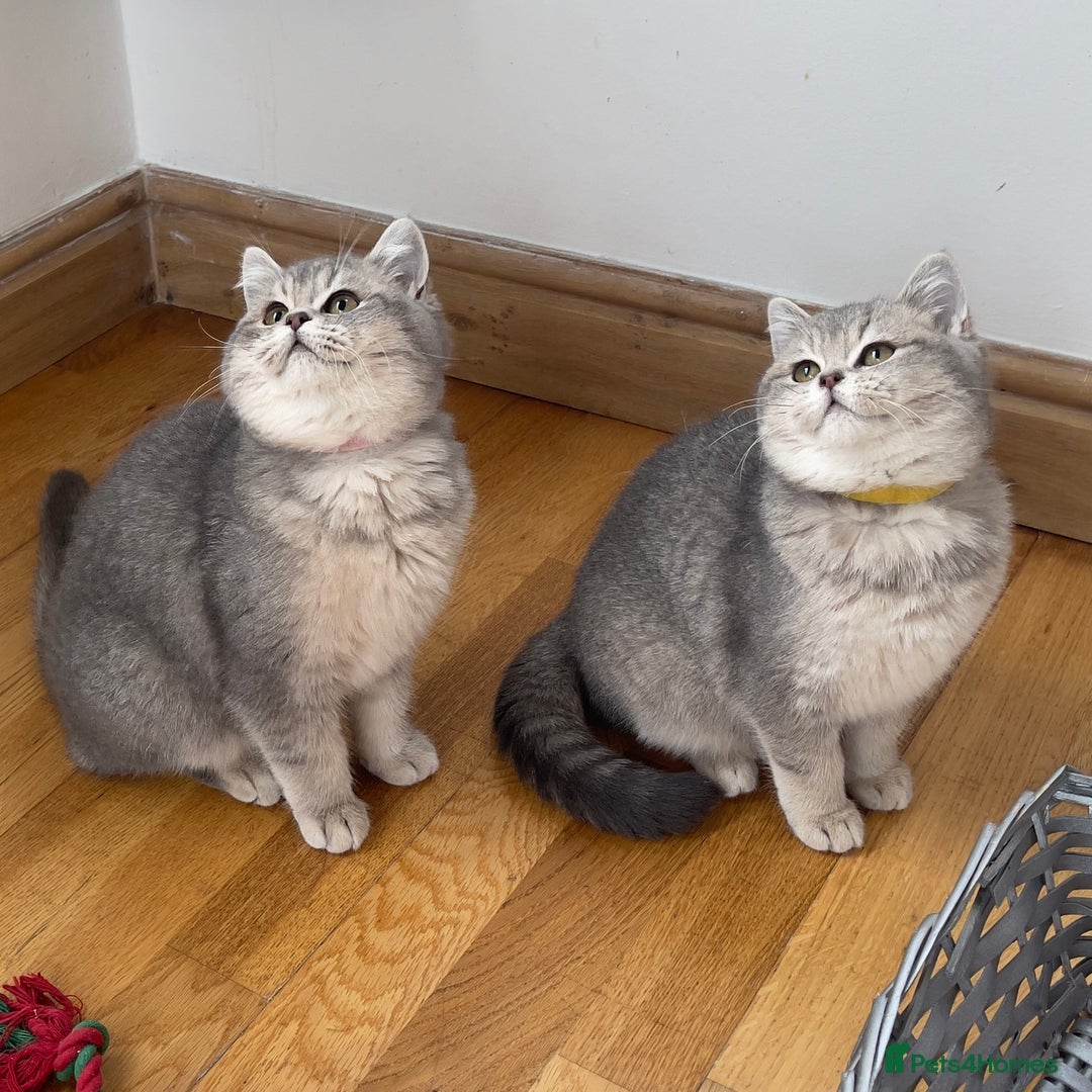 British Shorthair cats for sale: Remaining 2 TICA & GCCF British Shorthair Kittens - Advert 9