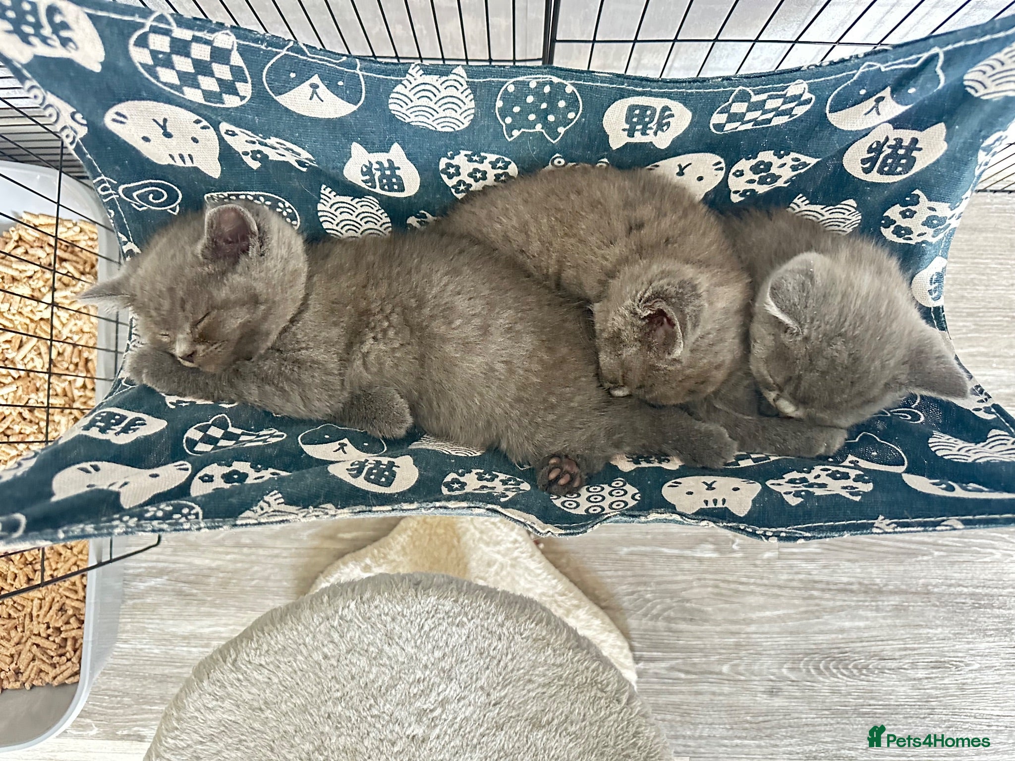 British Shorthair cats British shorthair kittens (blue) - Advert 1