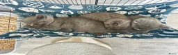 British Shorthair cats for sale: British shorthair kittens (blue) - Advert 1