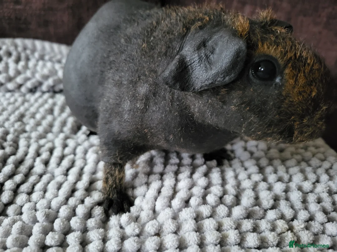 Guinea Pig rodents for sale: Lovely skinny Guinea Pig female in Rugby - Advert 4