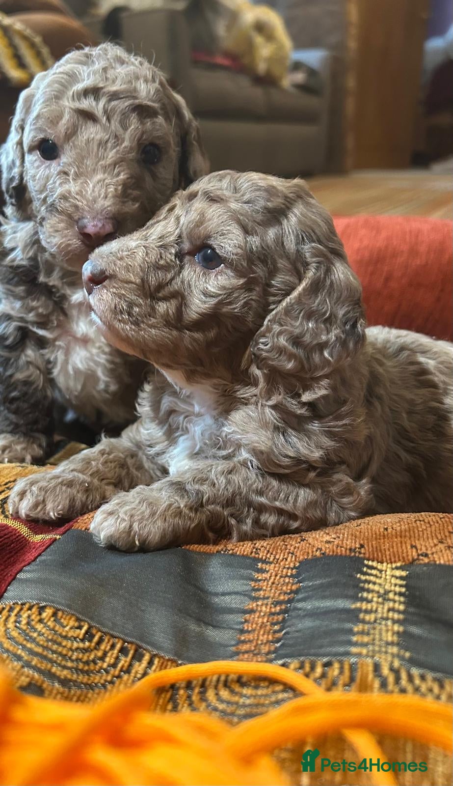 Mixed Breed dogs Australian Labradoodle Puppies - Advert 7