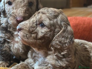 Mixed Breed dogs Australian Labradoodle Puppies - Advert 7