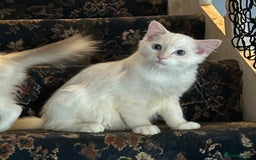 Ragdoll cats for sale: 🐾beautiful pedigree ragdolls  - Image 5