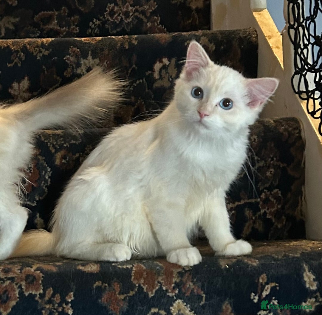 Ragdoll cats for sale: 🐾beautiful pedigree ragdolls  - Image 5