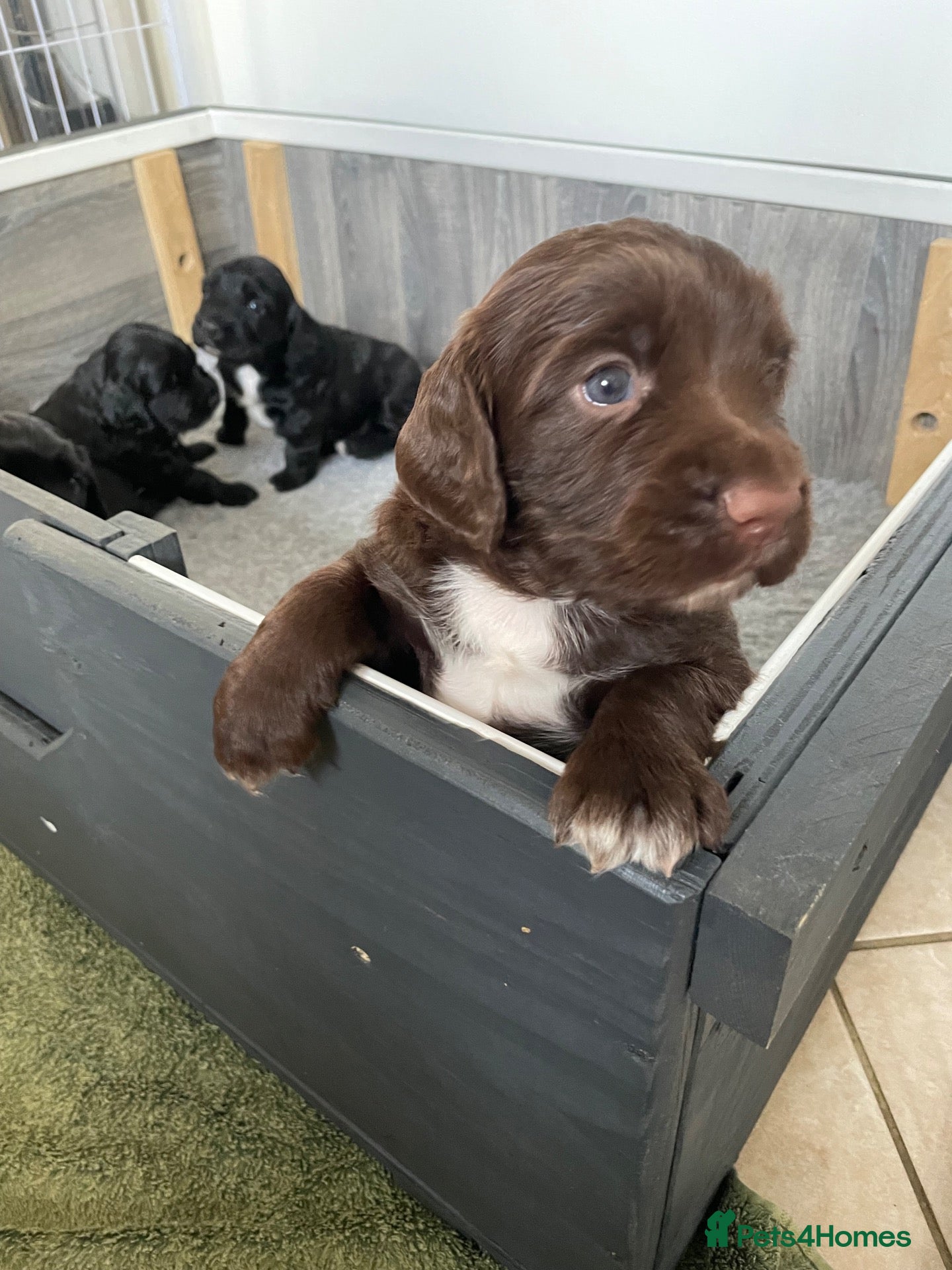 Sprocker dogs Beautiful Sprocker Puppies - Advert 2