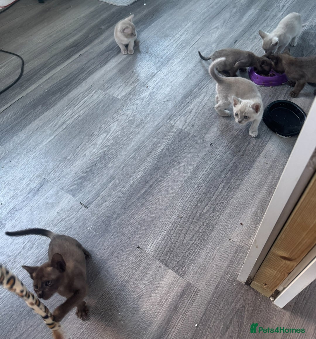 Burmese cats for sale: Burmese kittens  - Image 2