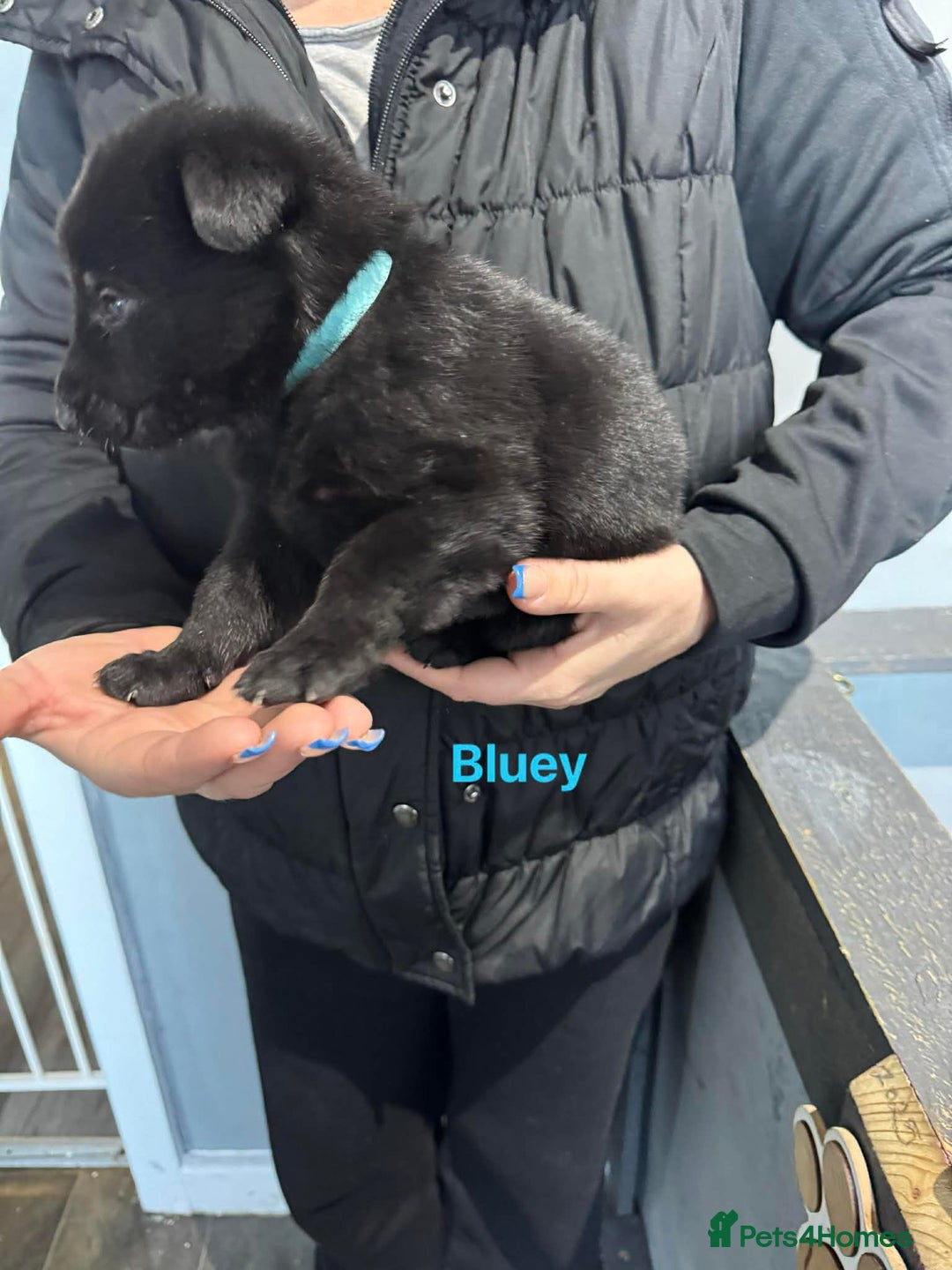 German Shepherd dogs for sale: German shepherd - Advert 8