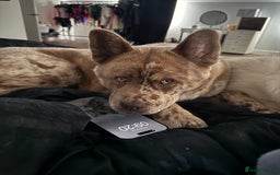 Mixed Breed dogs for sale: chowsky rare mearle mixed breed  - Image 6