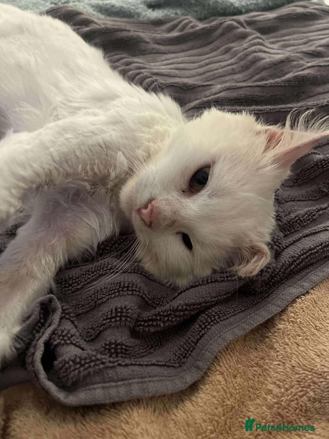 Mixed Breed cats for adoption: 🪴Monty🪴 for adoption, fostered in LONDON - Image 4