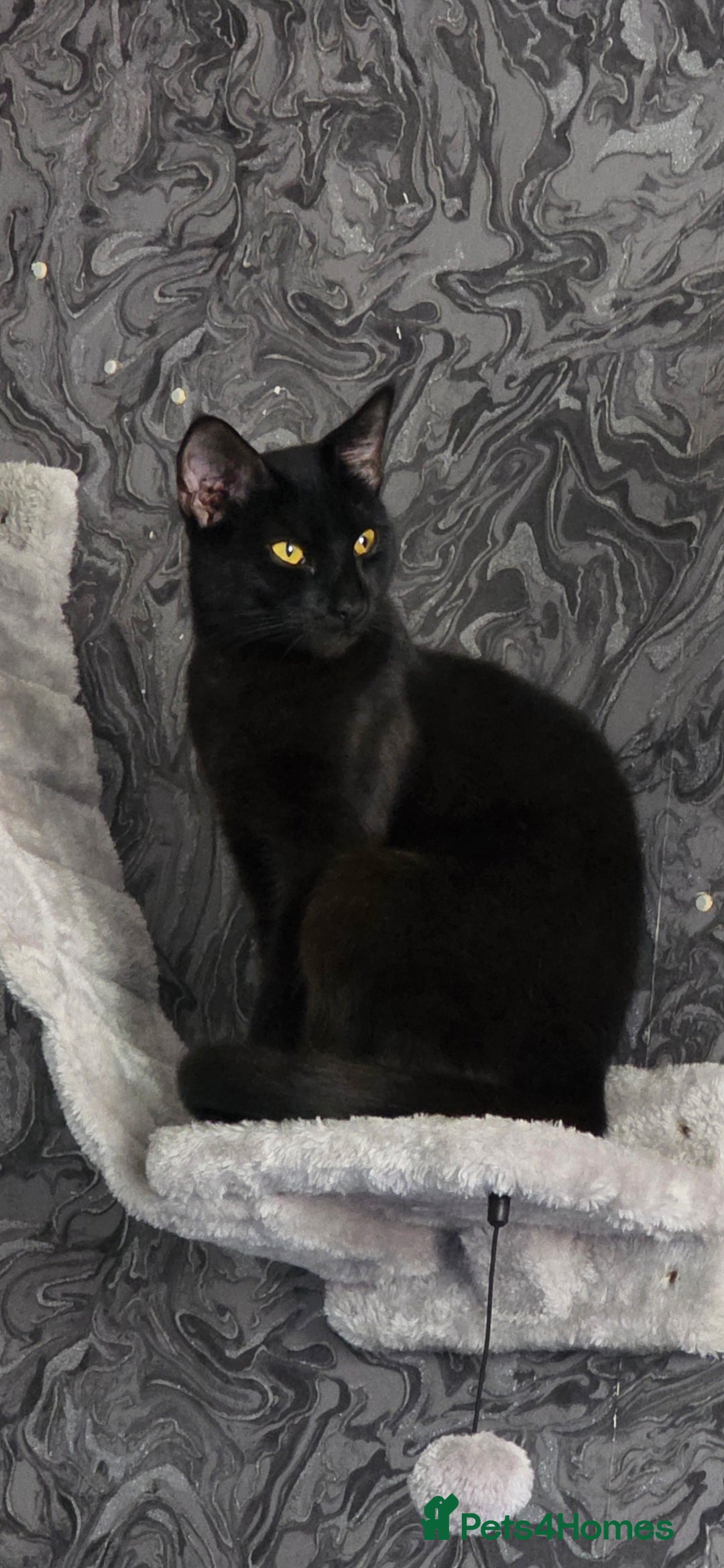 Domestic Shorthair cats for sale: 🐾Pickles - Female Black Cat Needs a Loving Home🐾 - Image 5