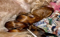 Mixed Breed dogs for sale: TINY IMPERIAL SHITZU X POMERANIAN  - Image 11