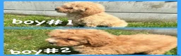 Maltipoo dogs for sale: MULTIPOO PUPPIES READY TO LEAVE  - Advert 2