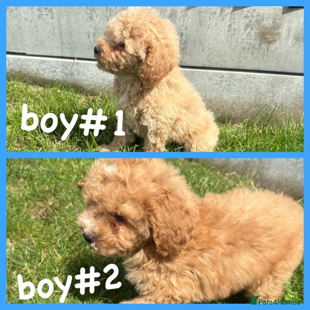 Maltipoo dogs for sale: MULTIPOO PUPPIES READY TO LEAVE  - Advert 2