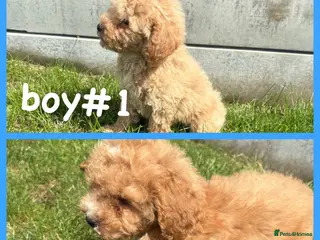 Maltipoo dogs MULTIPOO PUPPIES READY TO LEAVE - Advert 2