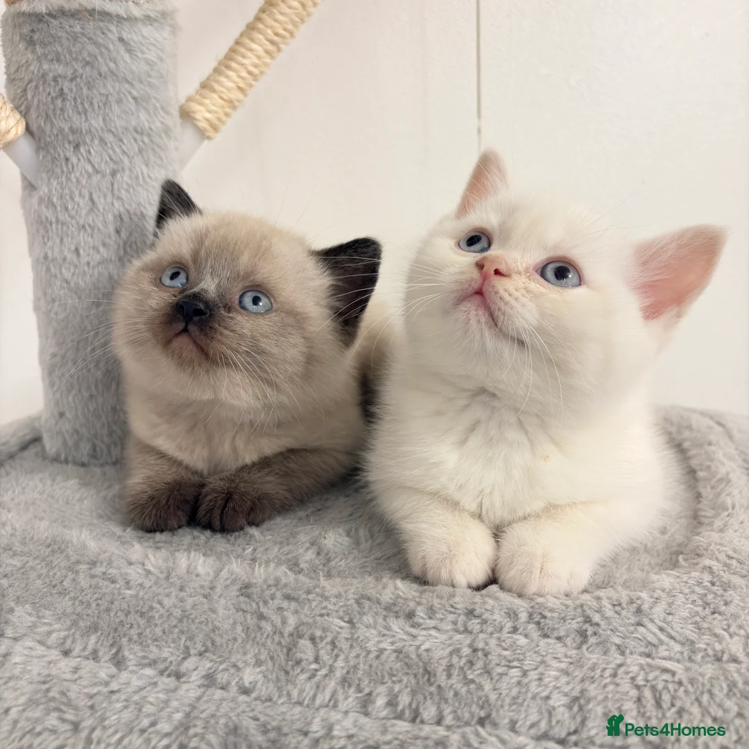 British Shorthair cats for sale: Stunning BSH Colourpoint Kitten GCCF Registered - Advert 13