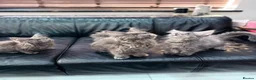 Maine Coon cats for sale: Maine Coon Kittens XXL – Blue. Beautiful - Advert 29