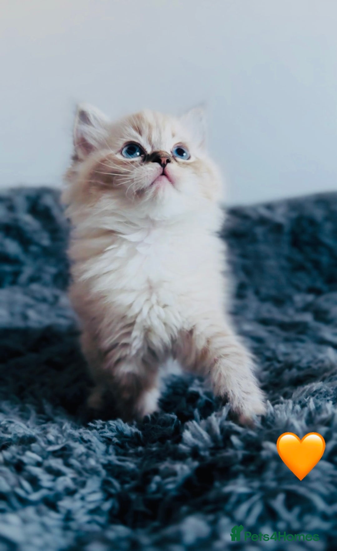 Ragdoll cats for sale: 🩷🐾Tica full Pedigree🐾EU Ragdoll 🐱🐾DNA Clear - Advert 16