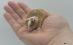 Mouse rodents for sale: male baby fancy mice (read description).  - Advert 2