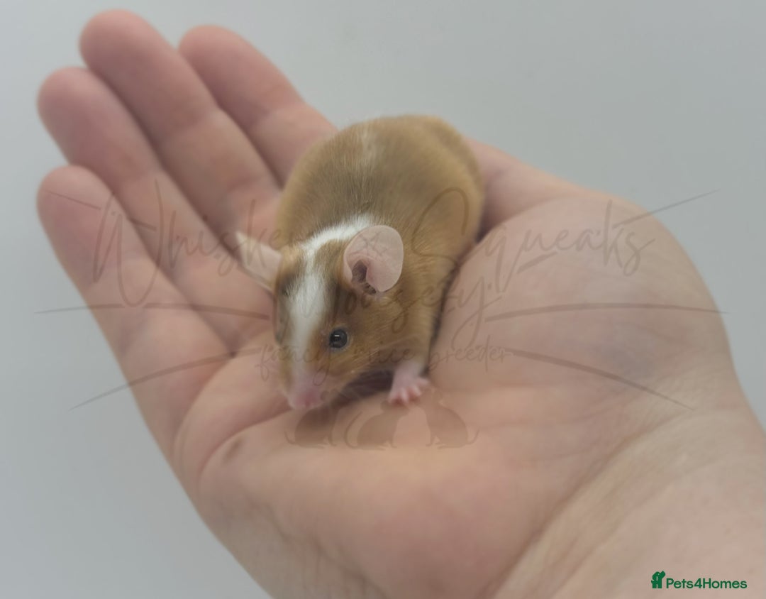 Mouse rodents for sale: male baby fancy mice (read description).  - Advert 2