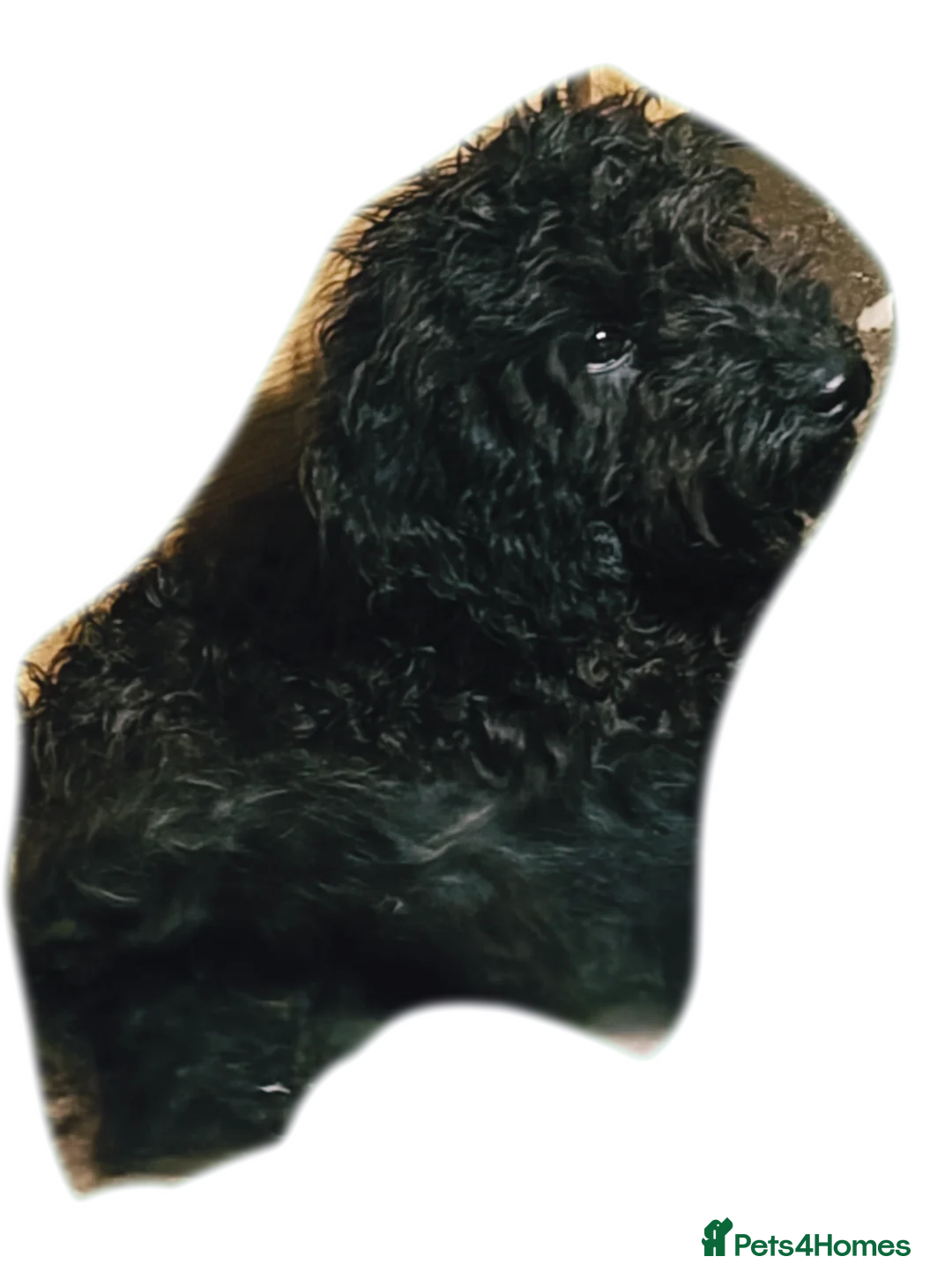 Cockapoo dogs for sale: F3 cockapoo puppies - Advert 3