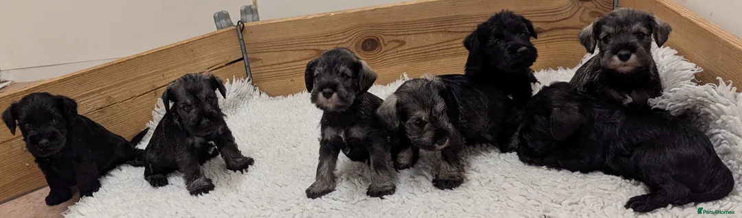 Miniature Schnauzer dogs for sale: KC reg'd,Health Tested Miniature Pups 5* Breeder - Advert 2