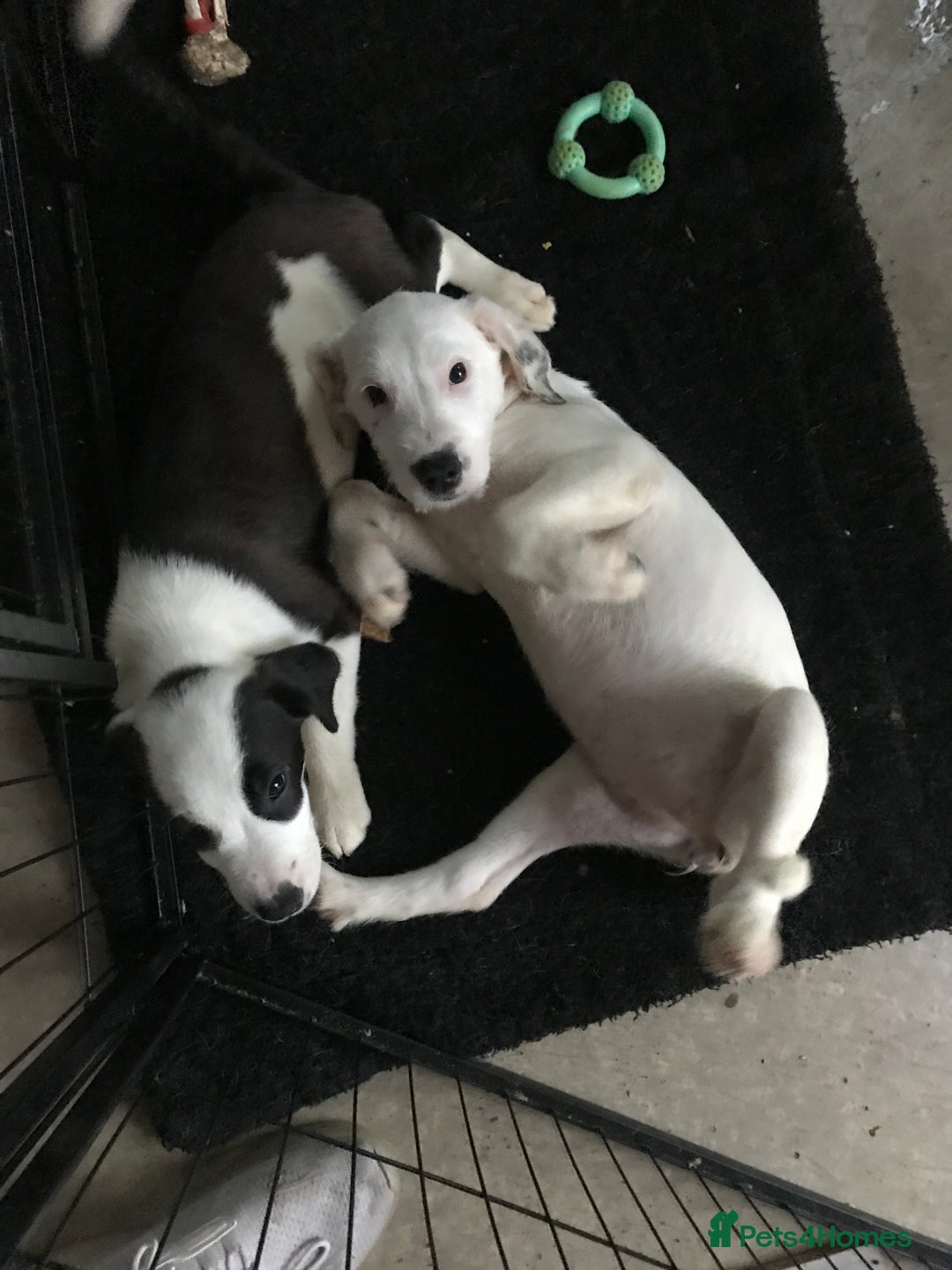 Mixed Breed dogs for sale: Border collie x Cockapoo  - Image 7