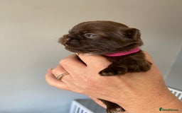 Shih Tzu dogs for sale: 5 Beautiful Shih Tzu for sale - Image 2